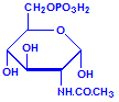 N-acetylglucosamine-6-phosphate chemical structure
