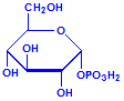 Glucose-1-phosphate chemical structure