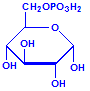 Glucose-6-phosphate chemical structure