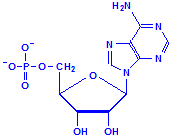 Nucleotide adenosine monophosphate chemical structure