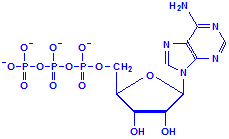 Nucleotide adenosine triphosphate chemical structure