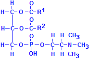 Phosphatydilcholine chemical structure