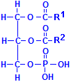 Phospholipid chemical structure