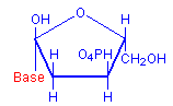 Deoxyribose with base chemical structure