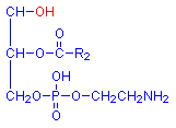 Plasmal alcohol chemical structure