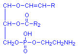 Plasmalogen chemical structure