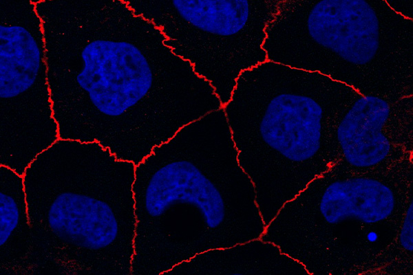 Immunofluorescence for ZO-1 and DAPI in Caco-2 cells