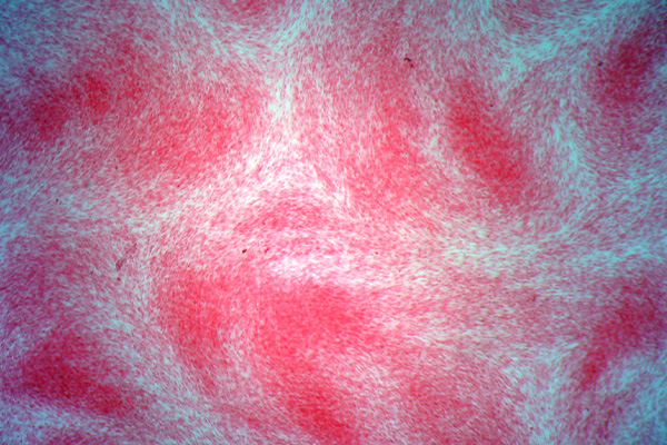 Picro Sirius red staining of day 21 differentiated tendon tissue, 2X magnification